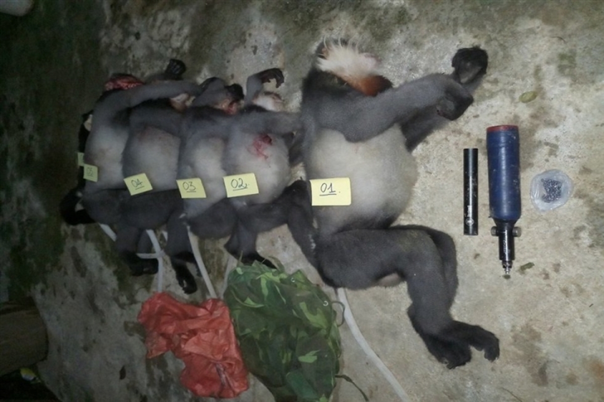 Five rare gray-shanked douc langurs have been shot dead in central Vietnam. (Photo: N.D)