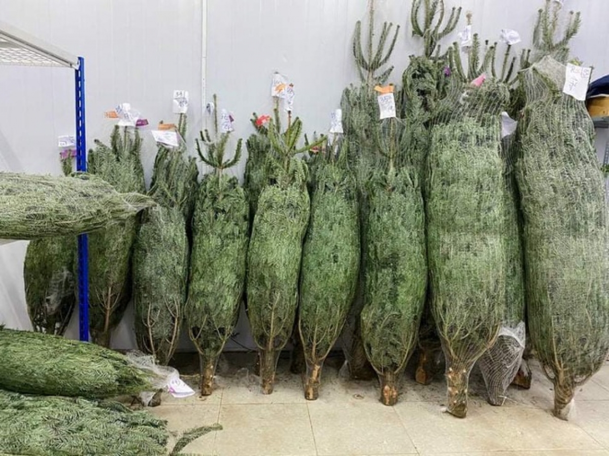 Imported fresh pine trees and branches have become hot items for Christmas decorations in Vietnam this year.