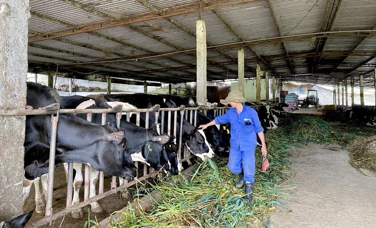 Trang trại bò của gia đình anh Sơn với hơn trăm con bò sữa.