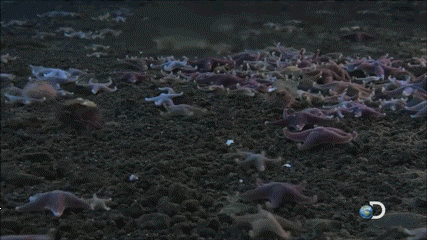 Cộng đồng mạng - Video: Ngón tay tử thần đóng băng mọi sinh vật biển như phim bom tấn