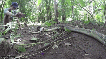 Cộng đồng mạng - Clip: Hoảng hồn nhìn hổ mang chúa 'chén' đồng loại không ghê răng