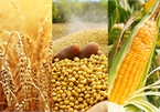 Vietnam commits to buy US$3 billion farm produce to balance trade with US