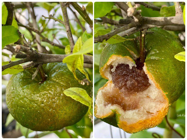 9X làm quả cam giả dối nhất