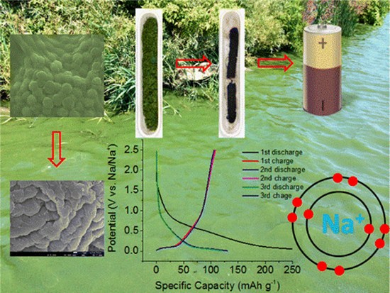 Biến tảo độc thành pin dung lượng lớn - 2