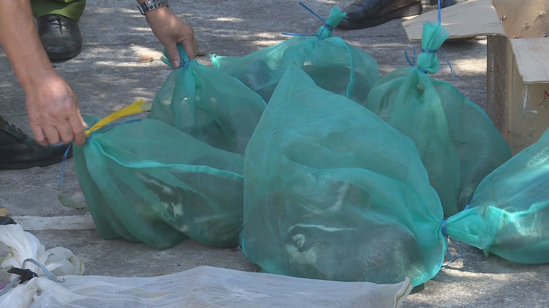 Nhận chở gà con, kiểm tra thấy động vật rừng số lượng lớn - Ảnh 2.