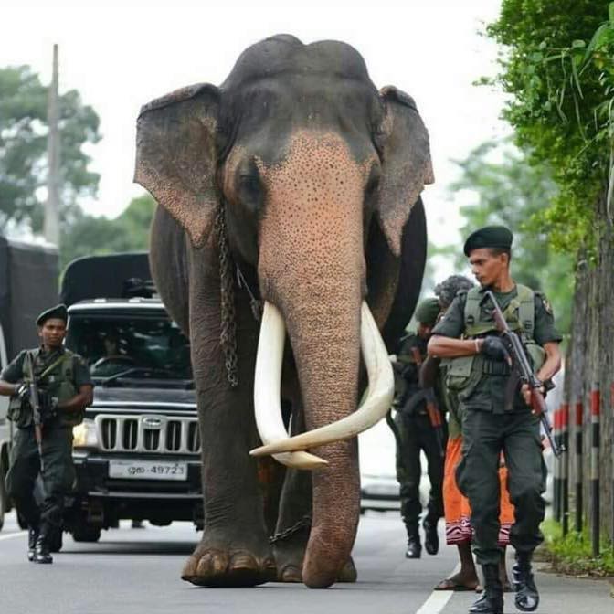 Voi được bảo vệ hộ tống trên đường đi dự lễ hội - Ảnh 2.