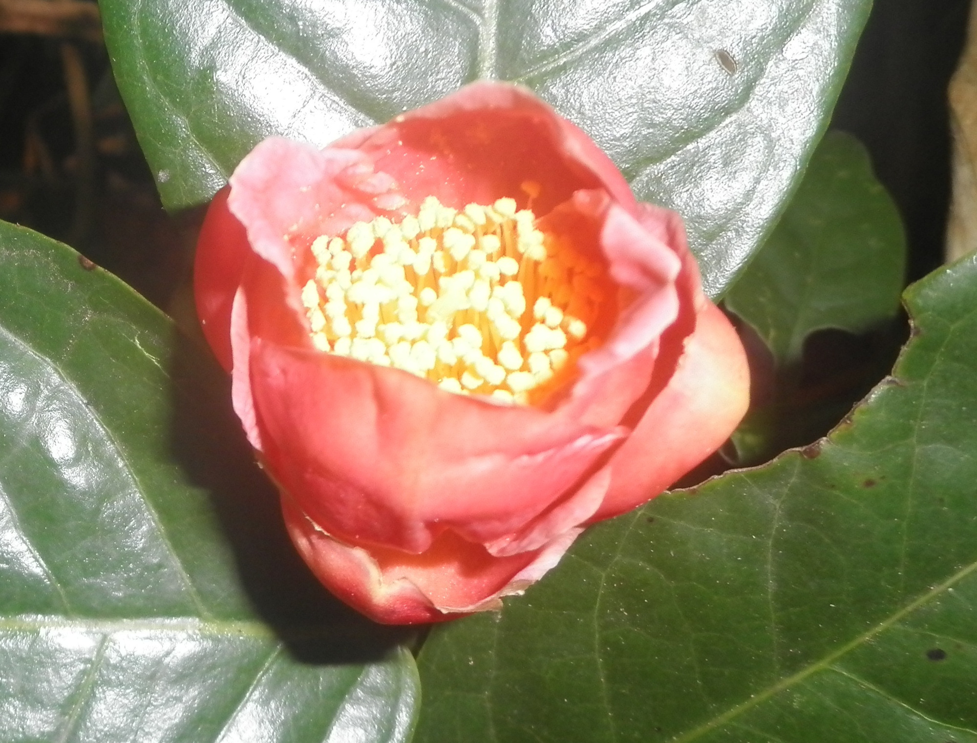 Loài hồng trà độc nhất vô nhị trên thế giới ở Yók Đôn - Ảnh 2.