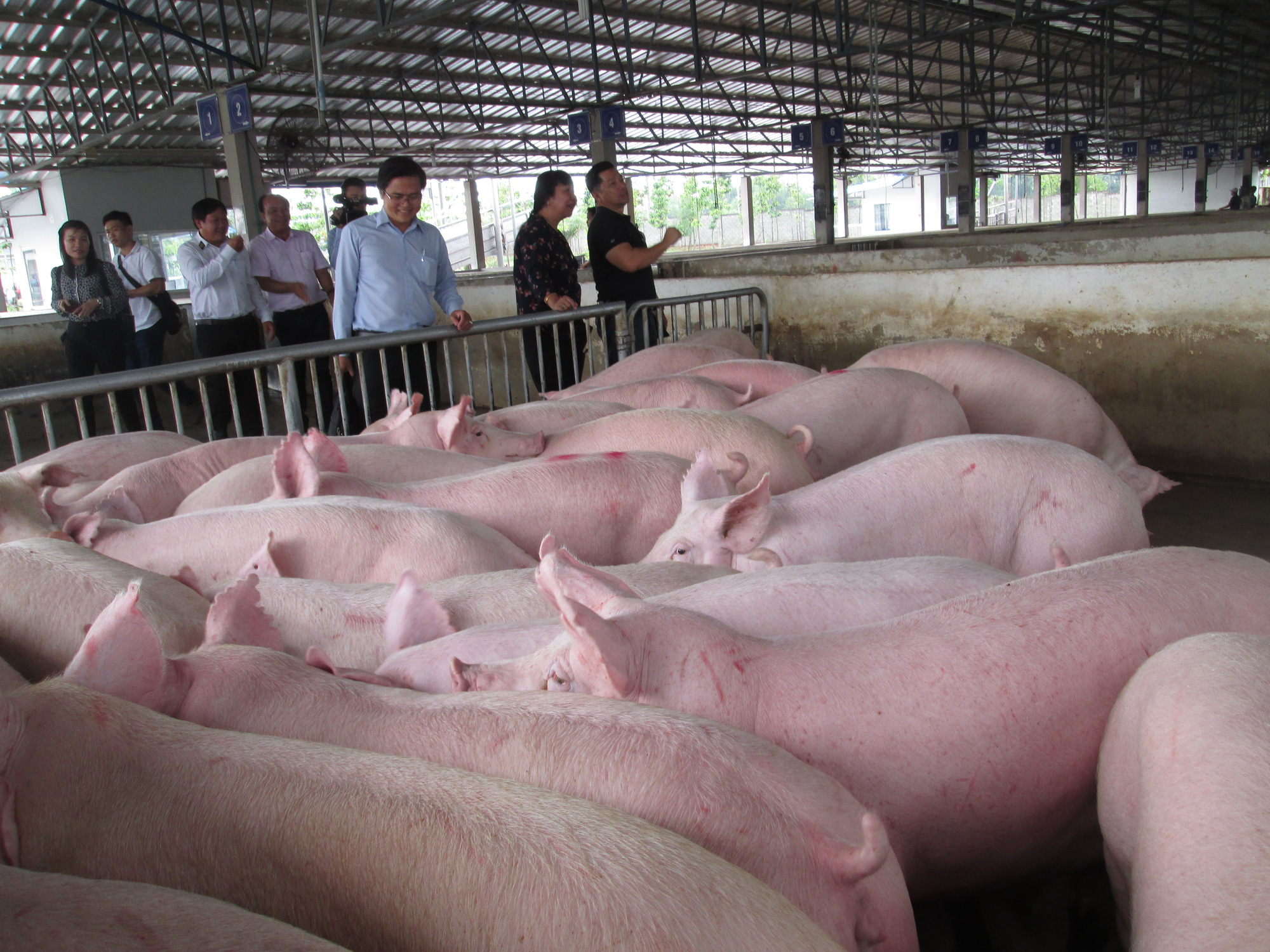Một số công ty chăn nuôi phá cam kết giá heo hơi 70.000 đồng/kg - Ảnh 1. Một số công ty chăn nuôi phá cam kết giá heo hơi 70.000 đồng/kg - Ảnh 1.