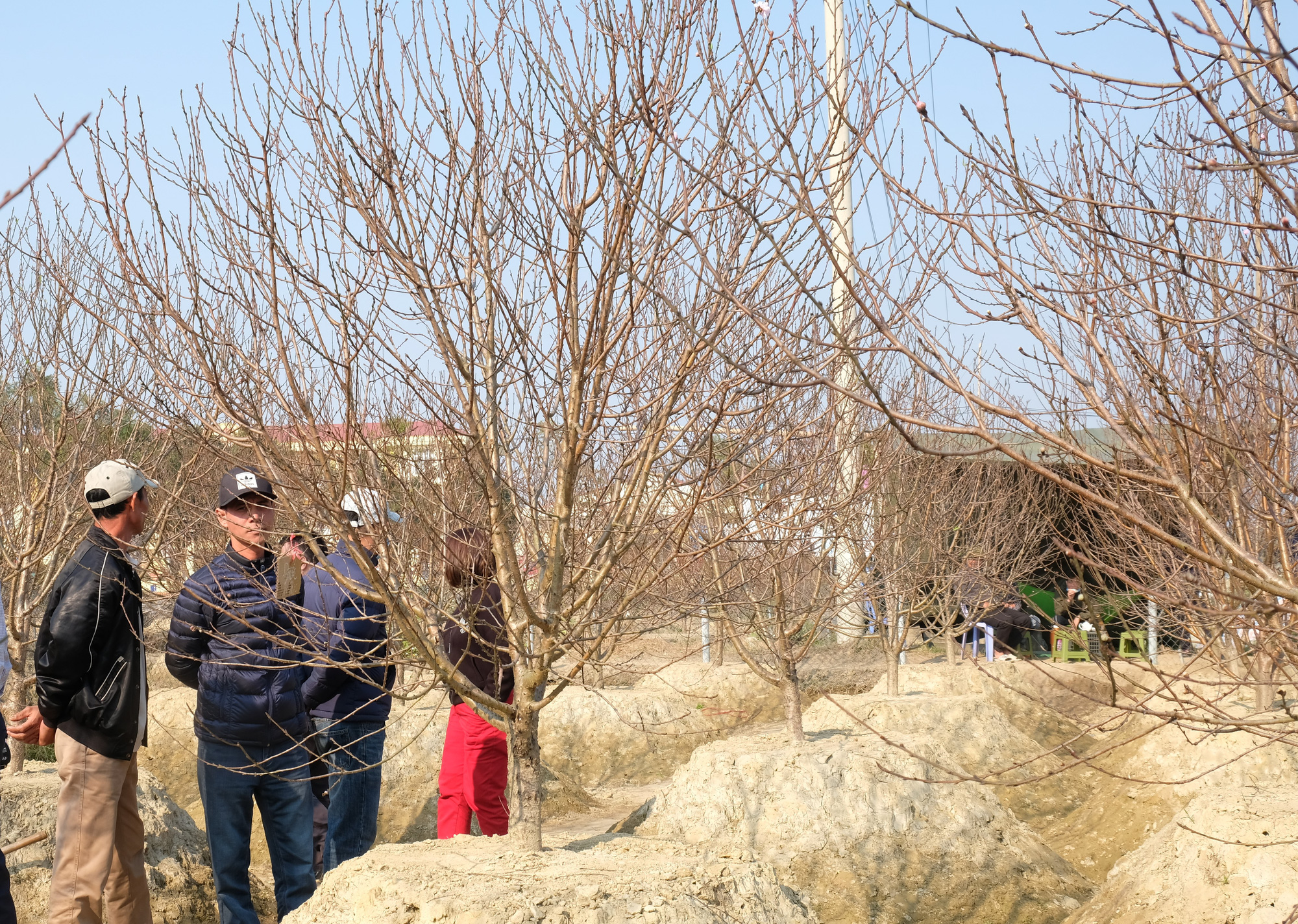 Đổ xô đi săn giống đào phai bung nở hàng chục cánh - Ảnh 4.