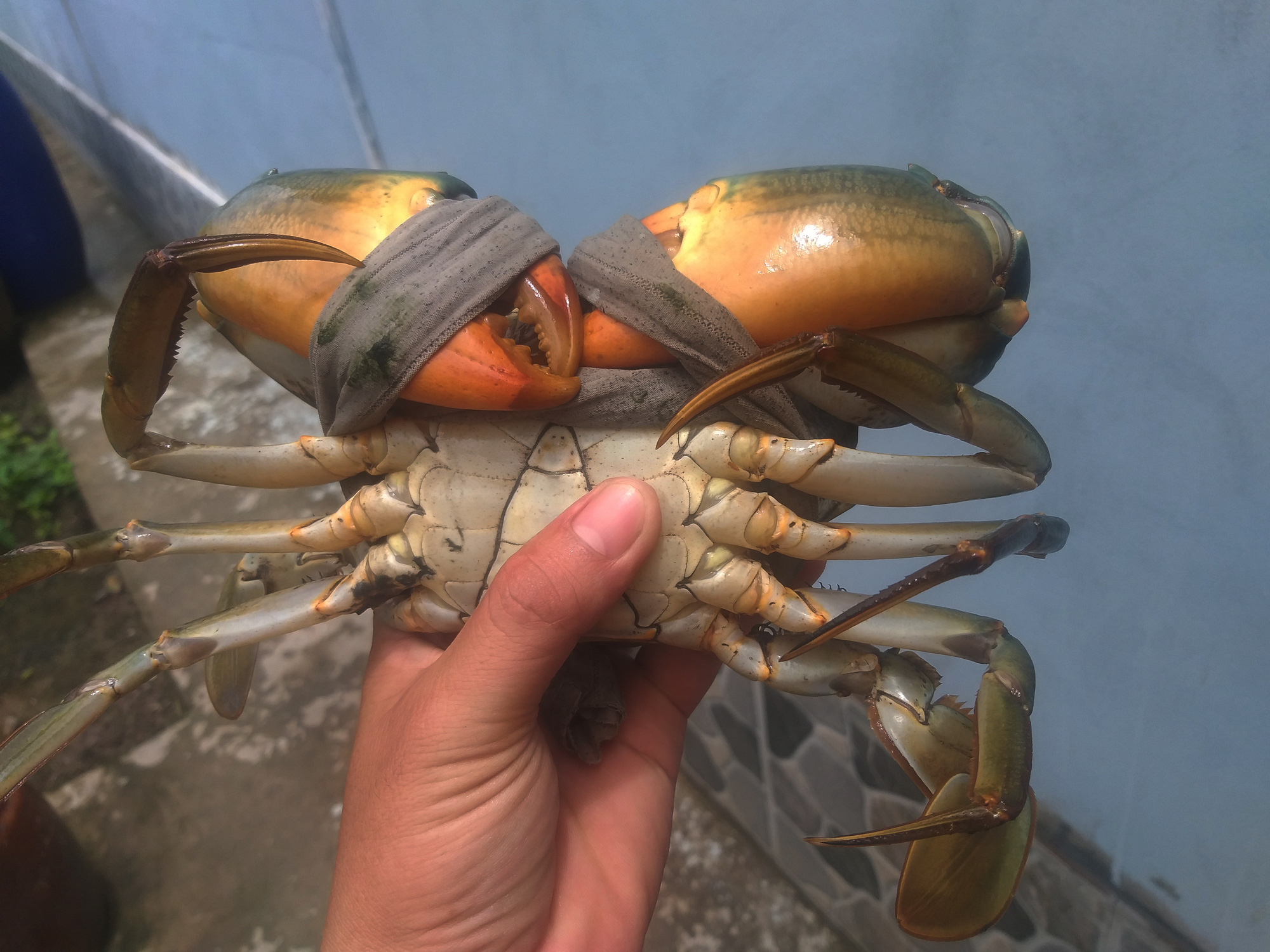 Ngày Tết, cua biển ngon nhất miền Tây giá 1 triệu đồng/kg - Ảnh 8.