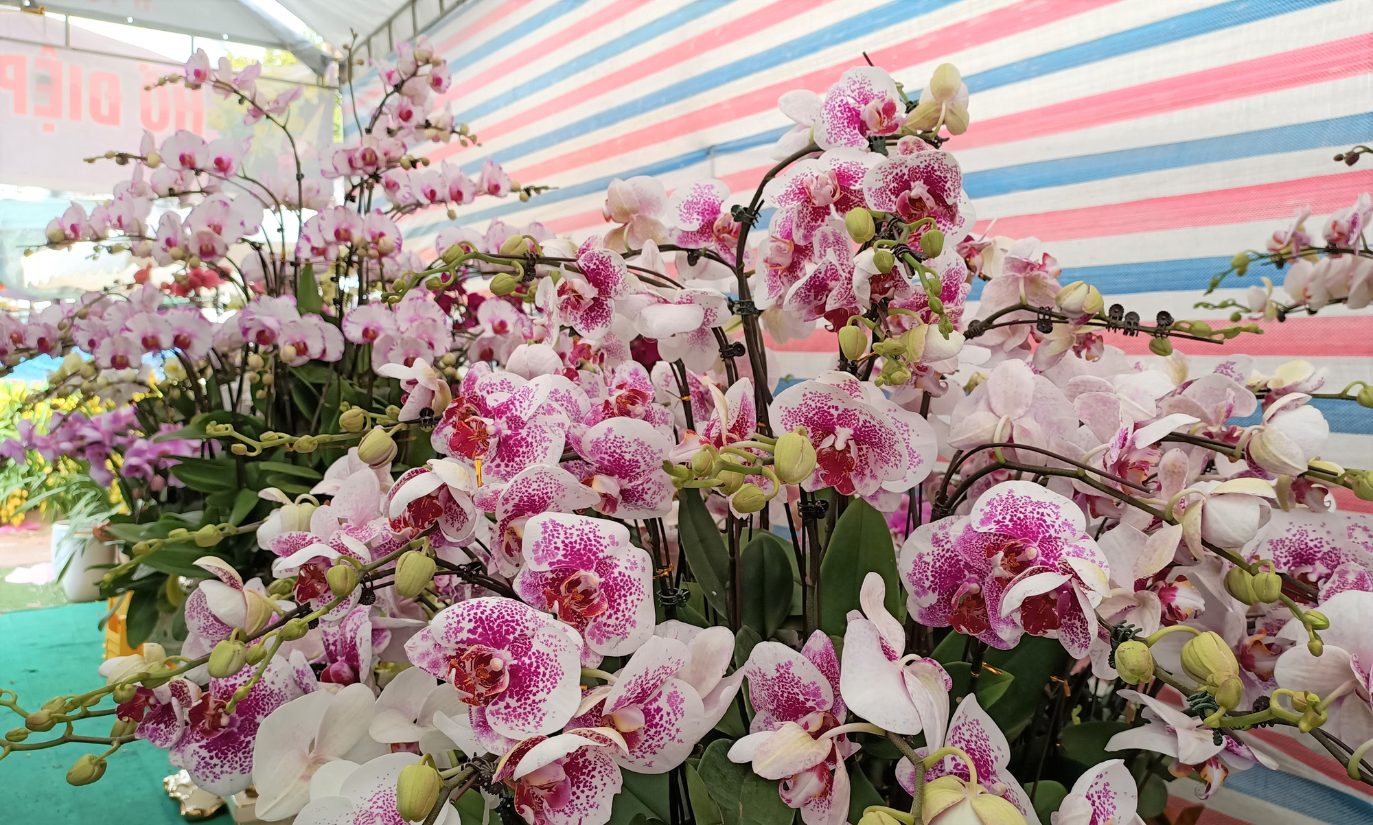 Hoa lan Trung Quốc tràn ngập, đắt đỏ ngang ngửa lan Đà Lạt - Ảnh 4.