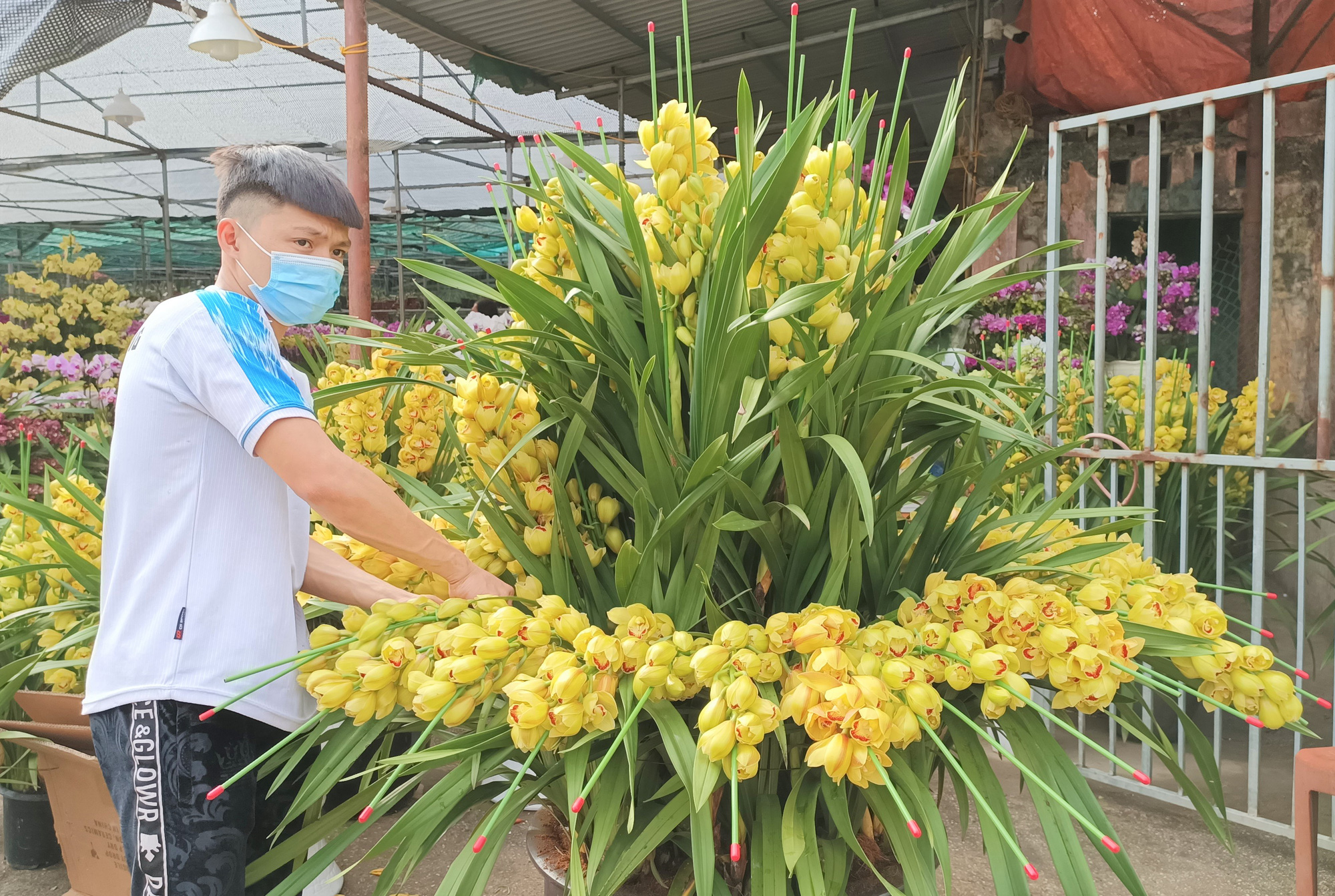 Hoa lan Trung Quốc tràn ngập, đắt đỏ ngang ngửa lan Đà Lạt - Ảnh 6.