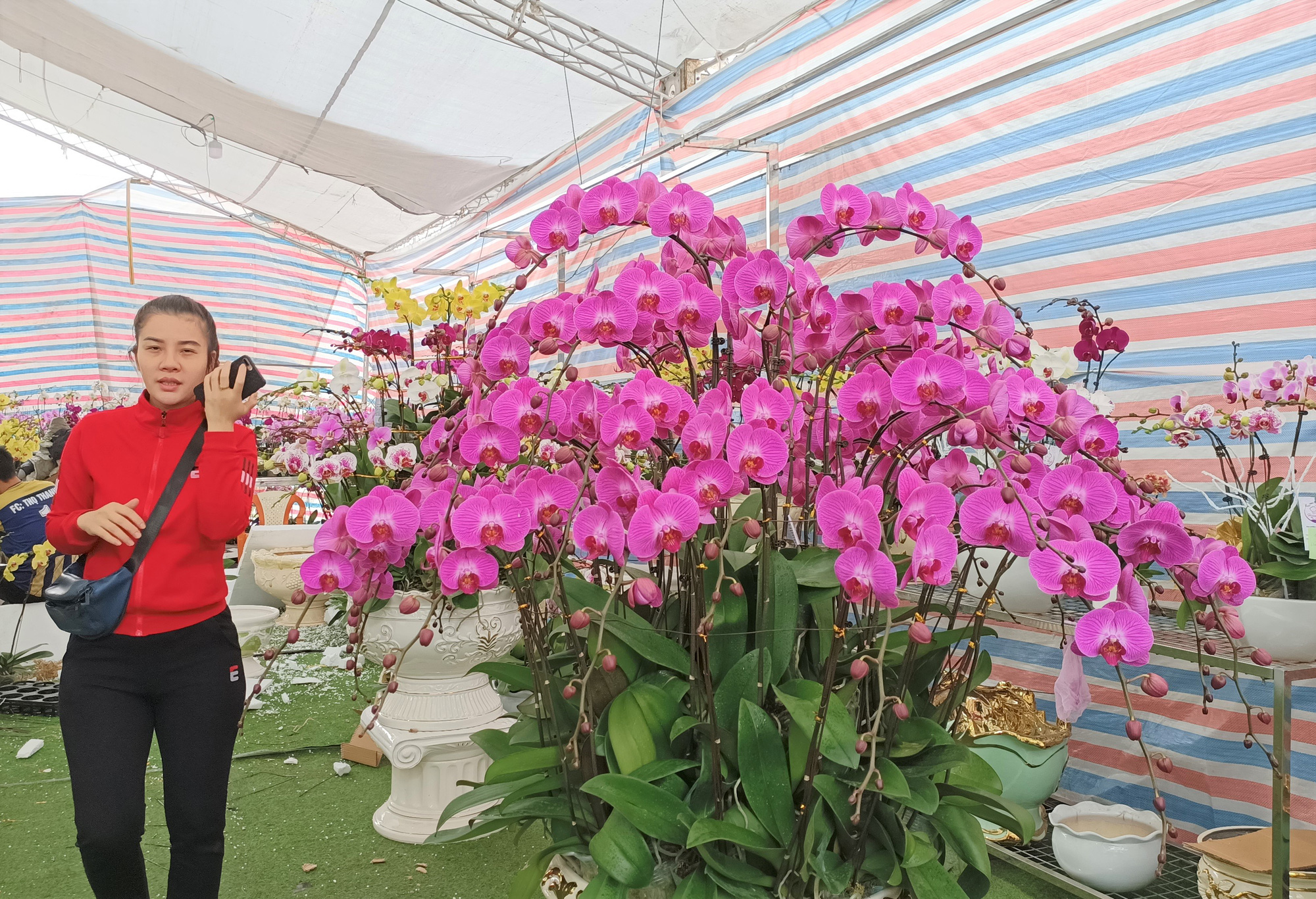 Hoa lan Trung Quốc tràn ngập, đắt đỏ ngang ngửa lan Đà Lạt - Ảnh 9.