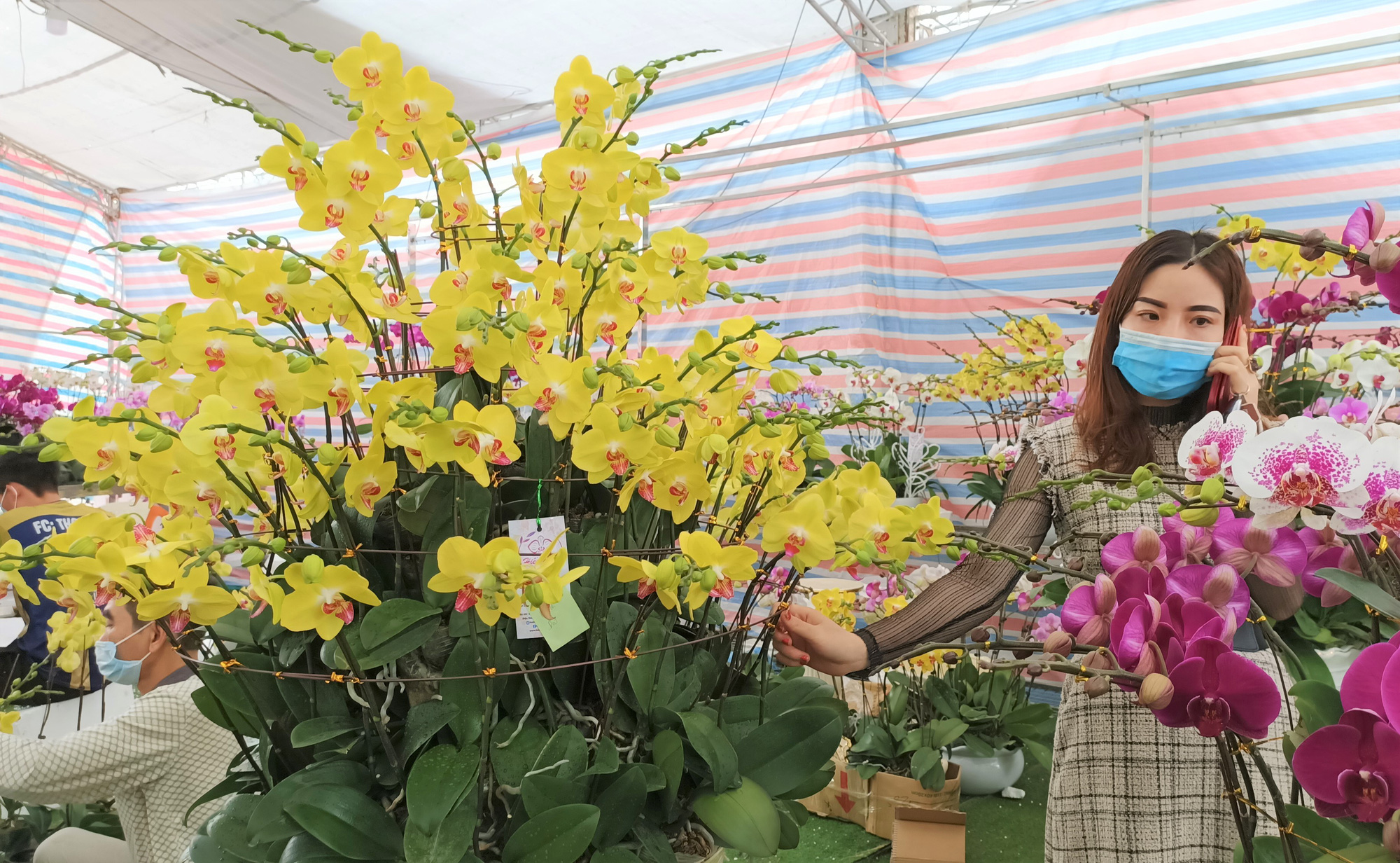 Hoa lan Trung Quốc tràn ngập, đắt đỏ ngang ngửa lan Đà Lạt - Ảnh 10.