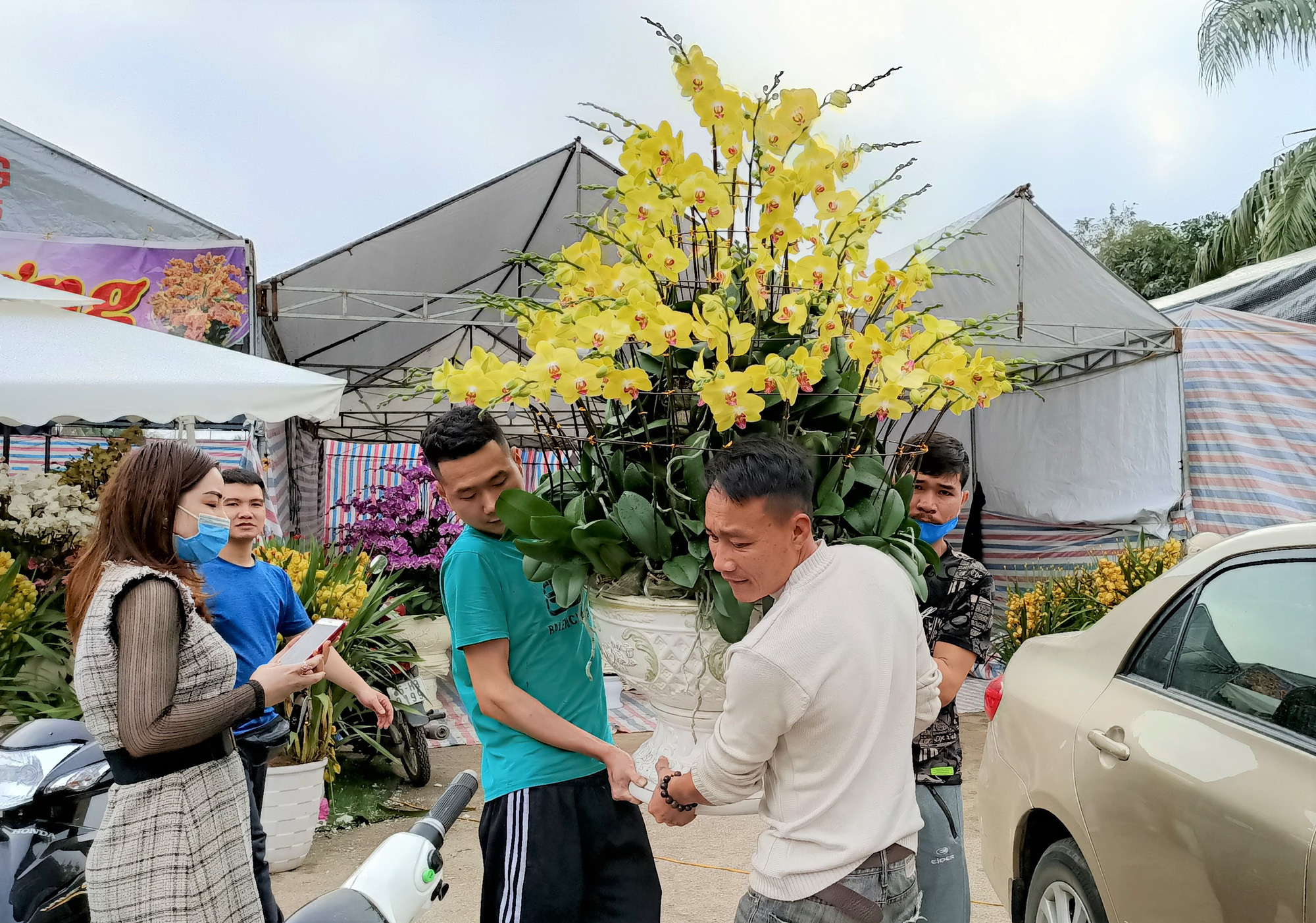 Hoa lan Trung Quốc tràn ngập, đắt đỏ ngang ngửa lan Đà Lạt - Ảnh 12.