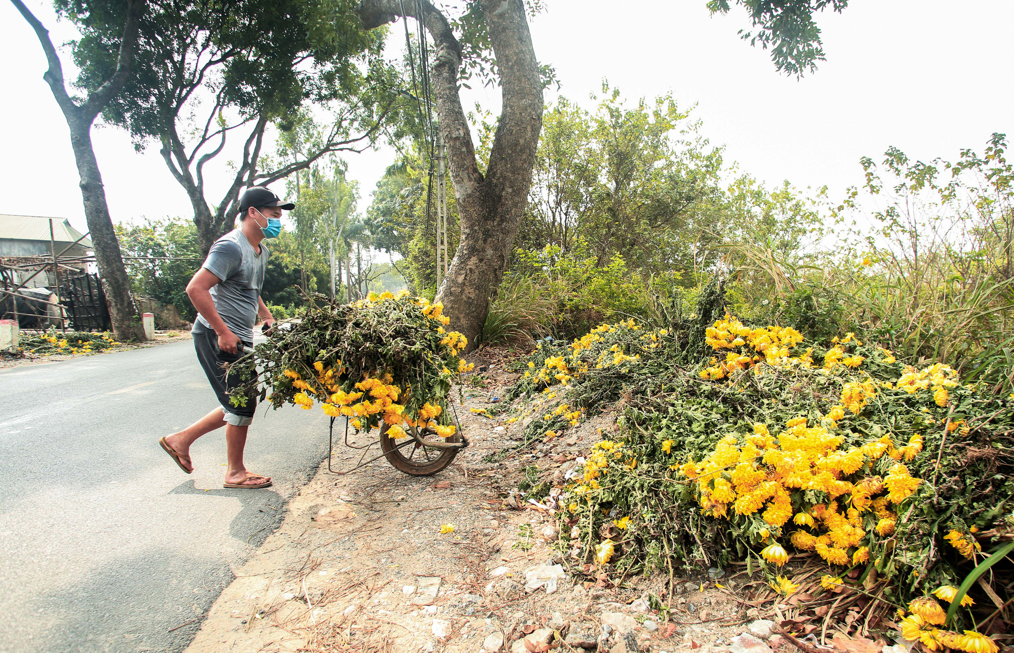 CLIP: Ruộng hoa khô héo vì không bán được, dân trồng hoa “gạt nước mắt cắt bỏ - Ảnh 2.