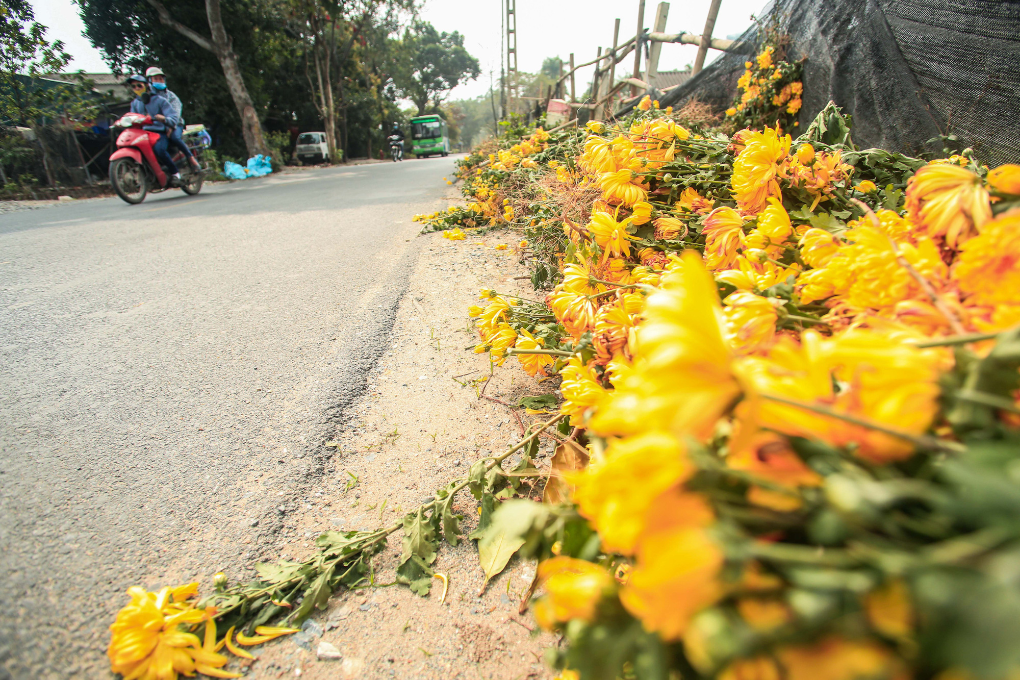 CLIP: Ruộng hoa khô héo vì không bán được, dân trồng hoa “gạt nước mắt cắt bỏ - Ảnh 8.