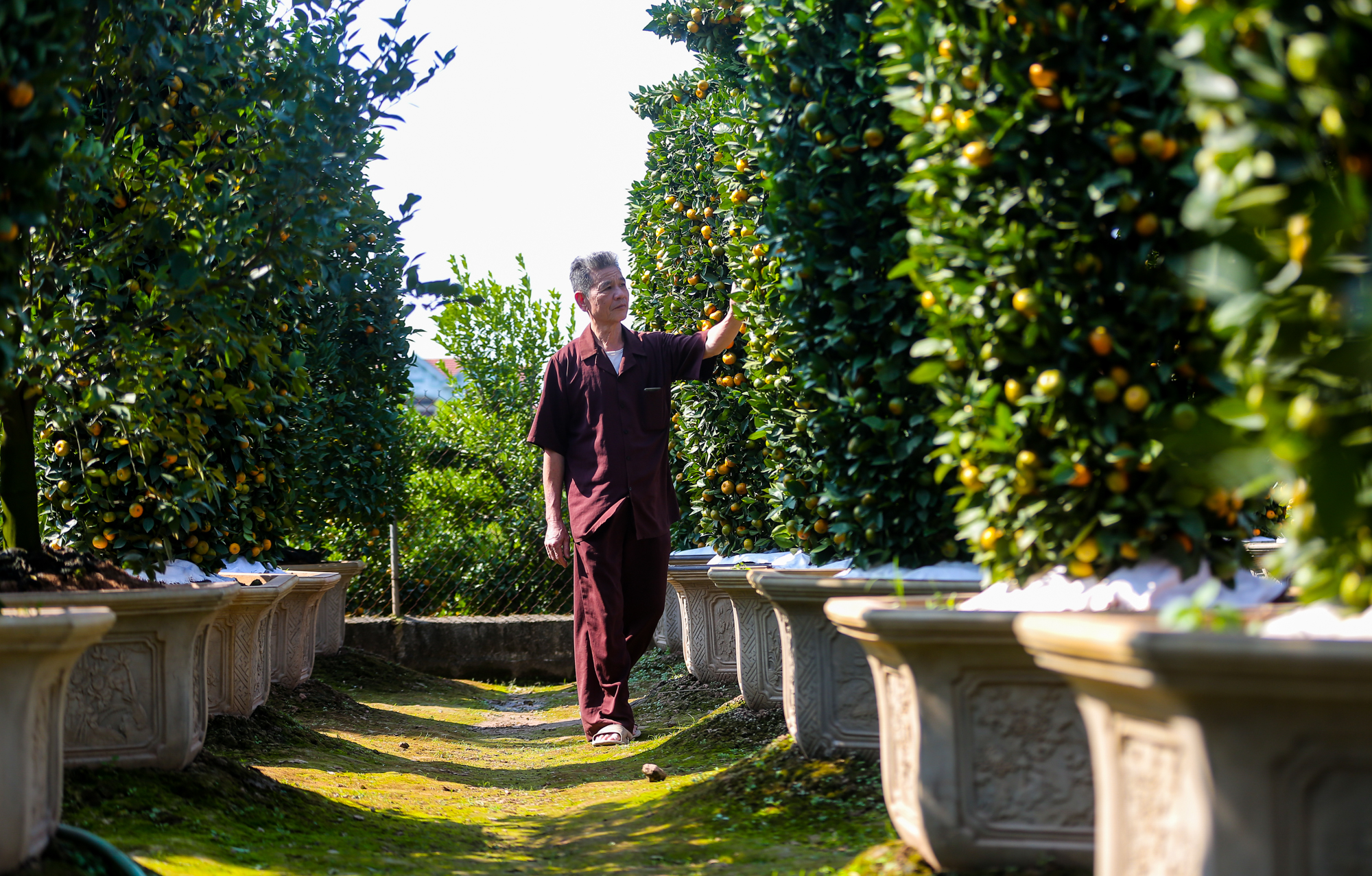 CLIP: Quất lục bình cao 4 m giá vài chục triệu chờ đại gia rinh về chơi Tết - Ảnh 3.