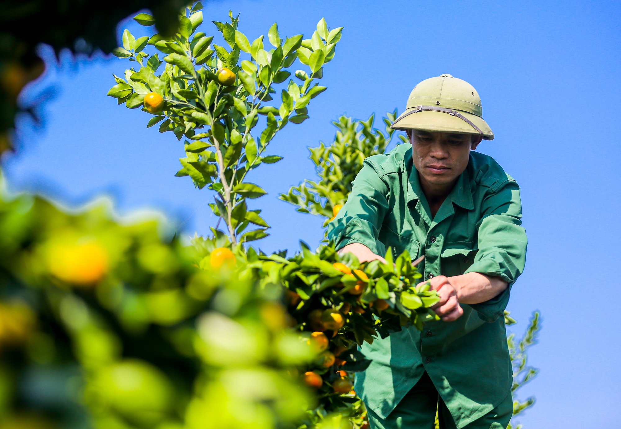 CLIP: Quất lục bình cao 4 m giá vài chục triệu chờ đại gia rinh về chơi Tết - Ảnh 9.