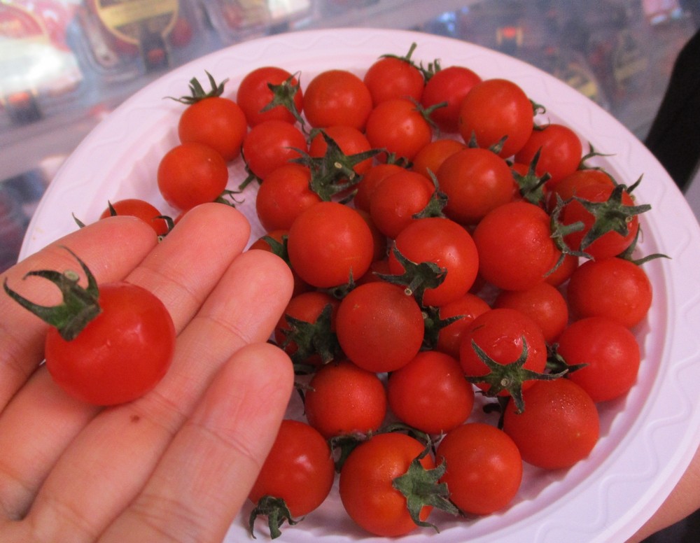 Ngỡ ngàng với loại cà chua Lâm Đồng giá nửa triệu đồng/kg - Ảnh 5.