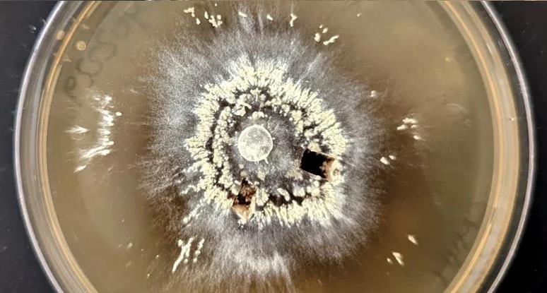 Dàn sinh vật hồi sinh trong hỏa ngục ngay trên Trái Đất - Ảnh 1.