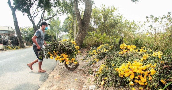 Ruộng hoa khô héo vì không bán được, dân trồng hoa 'gạt nước mắt' cắt bỏ