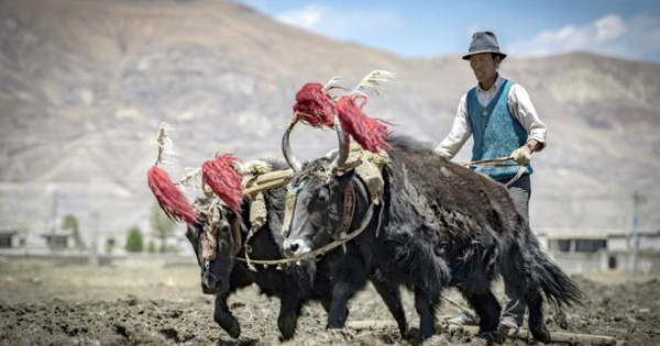 Người Tây Tạng mang 'siêu năng lực' từ một loài người khác?