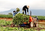 Xót xa nông dân Đà Lạt nhổ bỏ hàng chục tấn rau, hoa vì không bán được