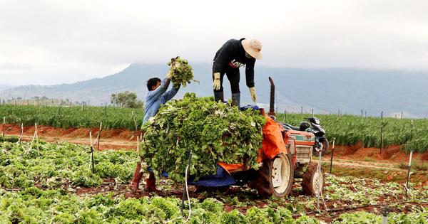 Xót xa nông dân Đà Lạt nhổ bỏ hàng chục tấn rau, hoa vì không bán được