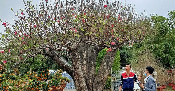 Đào khủng có dáng