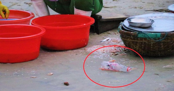 Xác minh việc nhóm tiểu thương Đà Nẵng nhuộm ruốc tươi bằng dung dịch màu đỏ