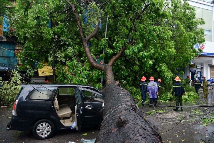 Xe bị tai nạn cây đổ đè bẹp có được đền bù thiệt hại? - ảnh 3