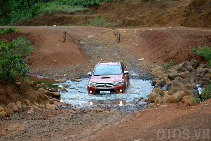 Đang lái xe gặp trâu bò, chó chạy ngang đường, tránh cách nào an toàn? - ảnh 2