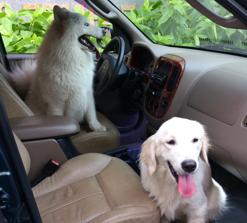 Cách khử những mùi hôi 'ám' lên nội thất xe - ảnh 3