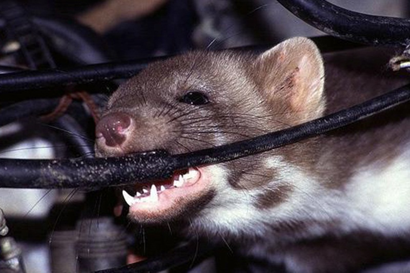 Hãng xe Toyota bị khách hàng Mỹ kiện vì...chuột - ảnh 1