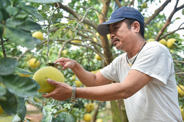 Mục sở thị vườn bưởi Diễn được mùa, kiếm gần 1 tỷ đồng mỗi năm