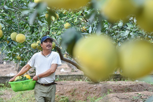 Mục sở thị vườn bưởi Diễn được mùa, kiếm gần 1 tỷ đồng mỗi năm