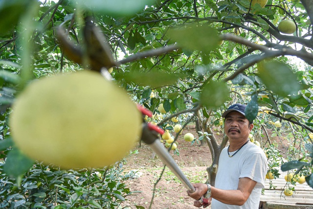 Mục sở thị vườn bưởi Diễn được mùa, kiếm gần 1 tỷ đồng mỗi năm