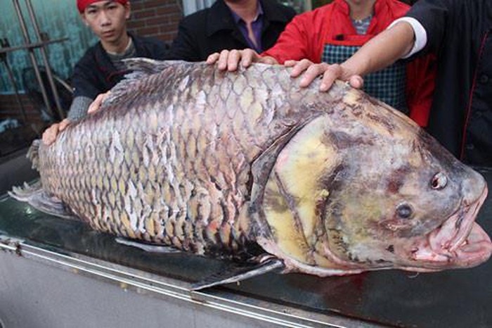 Hiếm có, 'thủy quái' khổng lồ, nặng 600 kg trên sông Cửu Long Ba07e72797647e3a2775