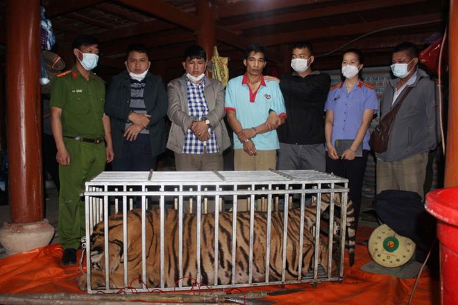 Bắt 3 đối tượng dùng kích điện và dao giết con hổ nặng 220 kg ảnh 1
