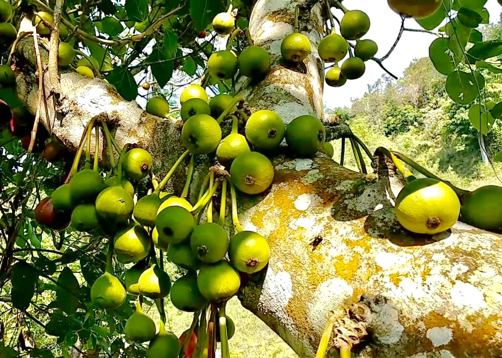 Quả vả rừng xưa chỉ dân nghèo ăn nay thành đặc sản nhà giàu cũng muốn ăn