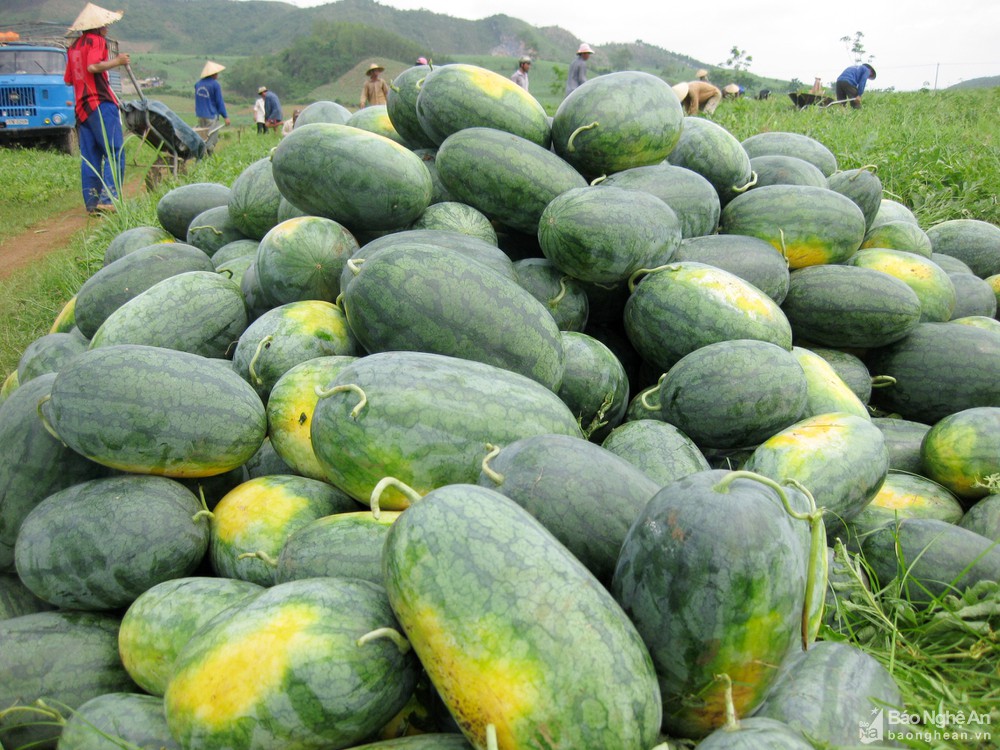 Nghệ An: Nhiều loại nông sản nằm ruộng chờ người mua, giá rẻ như cho