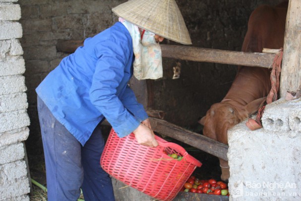 Hàng tấn cà chua ế 'nằm ruộng', nông dân Nghệ An hái về cho gia súc ăn