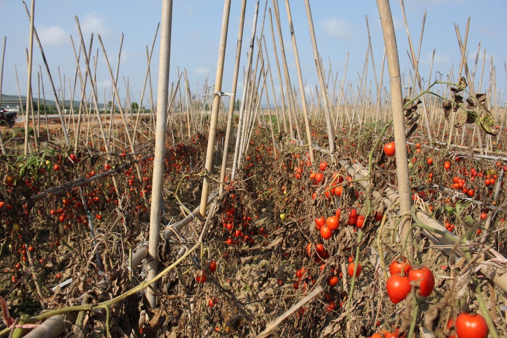 Hàng tấn cà chua ế 'nằm ruộng', nông dân Nghệ An hái về cho gia súc ăn