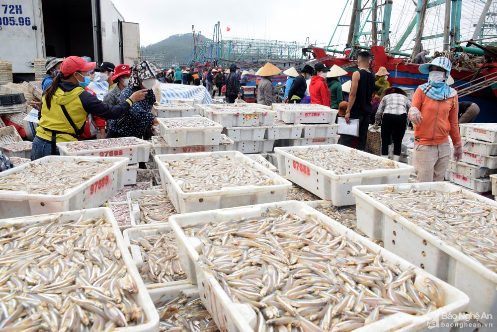 Hải sản bị ép giá, ngư dân thua lỗ ảnh 1