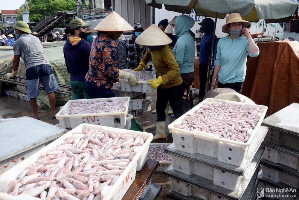 Hải sản bị ép giá, ngư dân thua lỗ ảnh 3