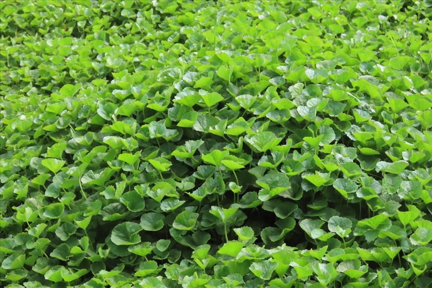 Bat ngo nhung loai cay leo bo rao nong dan kiem tien trieu-Hinh-6