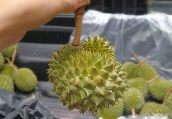 5 loai qua ty hon di may bay ve Viet Nam... gia