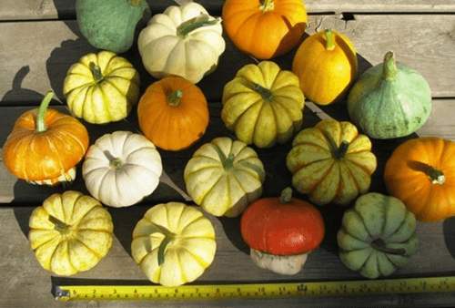 5 loai qua ty hon di may bay ve Viet Nam... gia