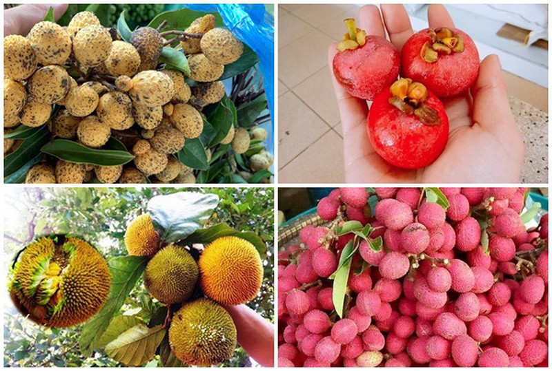 4 loại quả rừng 'giá chát' vẫn được lùng mua